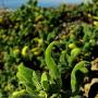 New Zealand Spinach (Tetragonia tetragonioides): Non native. Eatable as a vegetable.